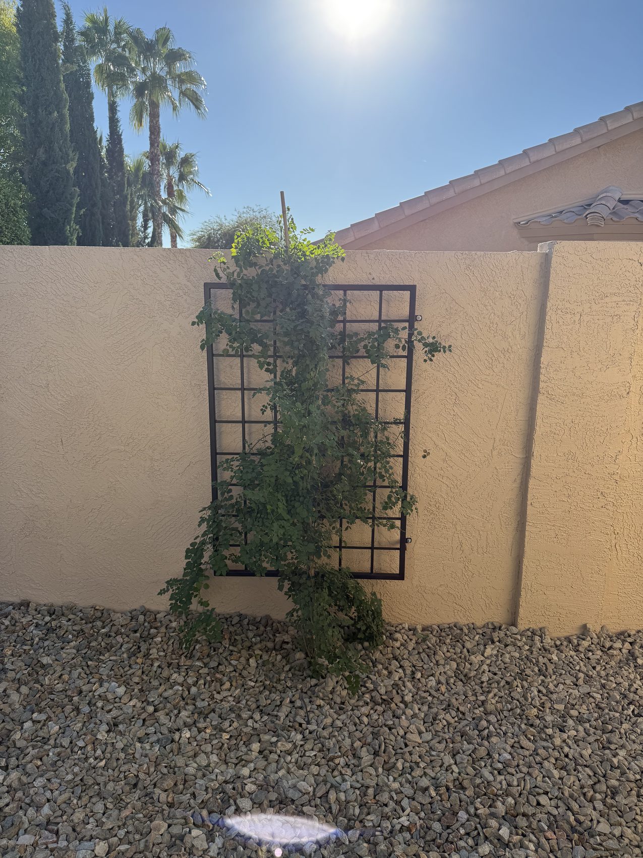 Checkered Board Trellis
